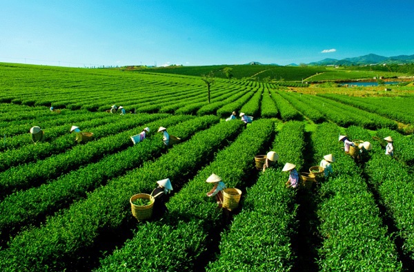 Hỗ trợ tối đa không quá 80% tổng chi phí và không vượt quá 10 tỷ đồng thực hiện 1 dự án, kế hoạch liên kết trên địa bàn đặc biệt khó khăn.