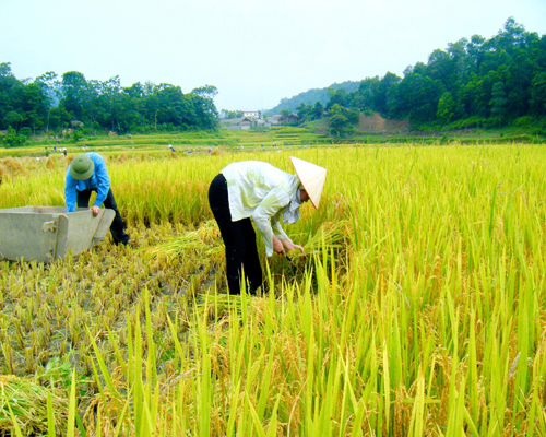 Tiếp tục đẩy mạnh công nghiệp hóa, hiện đại hóa nông nghiệp.