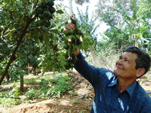 Theo các chuyên gia, Việt Nam nên tập trung vào chất lượng sản phẩm mắc ca theo tiêu chuẩn quốc tế.