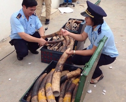  Cán bộ hải quan kiểm kê và tiến hành niên phong lô ngà voi.
