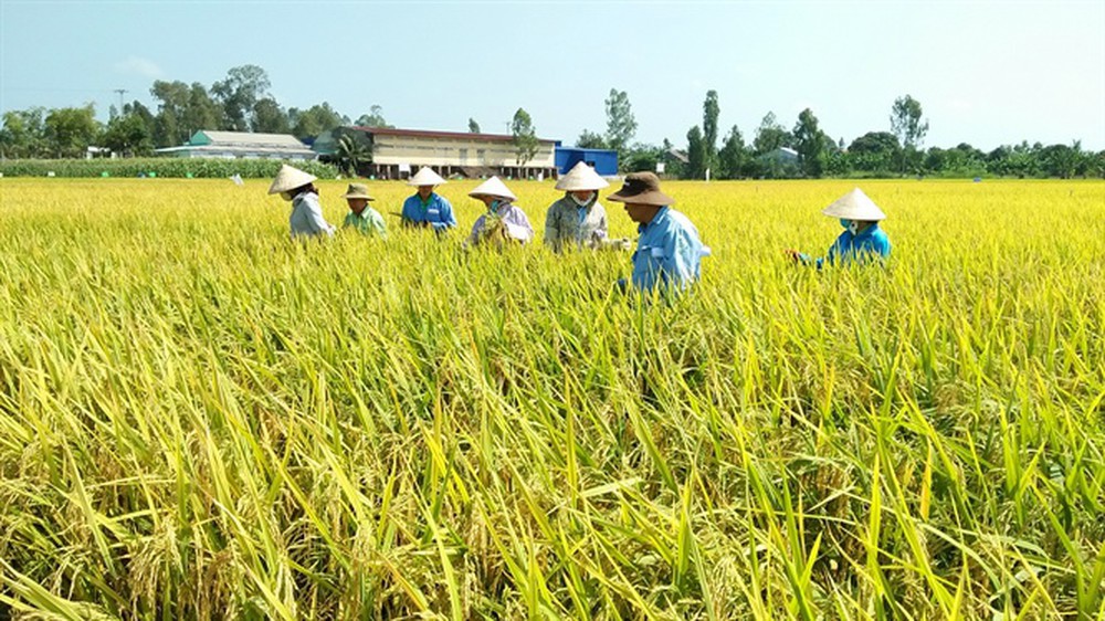 Ảnh minh họa. Nguồn: Internet