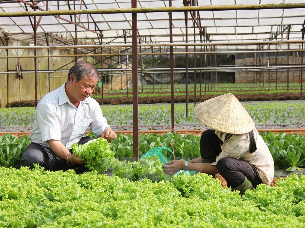 Phát triển mô hình trồng rau theo tiêu chuẩn VietGAP ở Lâm Đồng. (Ảnh: Phạm Kha/TTXVN)