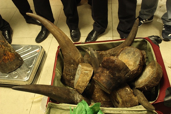 Số sừng bị lực lượng chức năng bắt giữ có tổng trọng lượng hơn 50kg.Nguồn: internet.