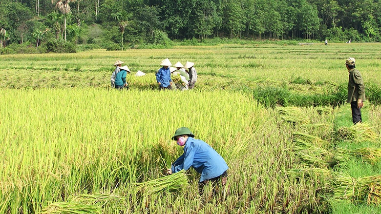 Ảnh minh họa. Nguồn: internet.