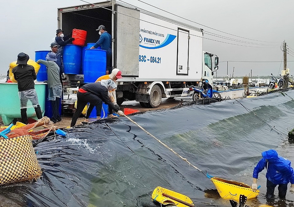 CTCP Sao Ta thu hoạch tôm chuẩn bị cho XK cuối năm. Ảnh: FMC