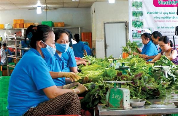 Kinh tế tập thể với nòng cốt là HTX có vai trò quan trọng trong phát triển kinh tế xã hội đất nước. Ảnh Internet. 