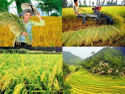Để ngành Nông nghiệp Việt Nam phát triển như kỳ vọng