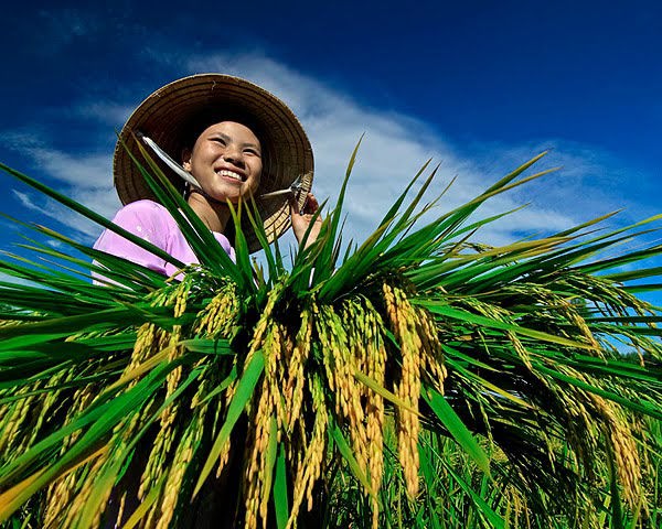 Tín dụng tam nông đang bứt phá