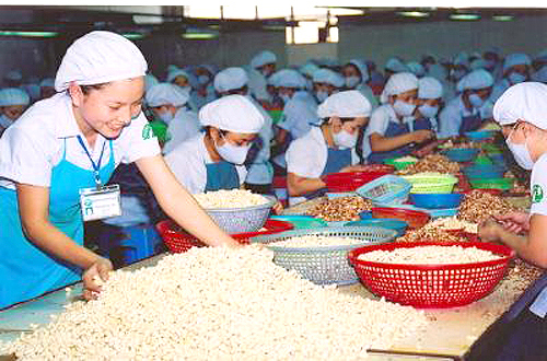 Luôn ưu tiên tín dụng cho nông nghiệp - nông thôn, trong đó có ngành điều
