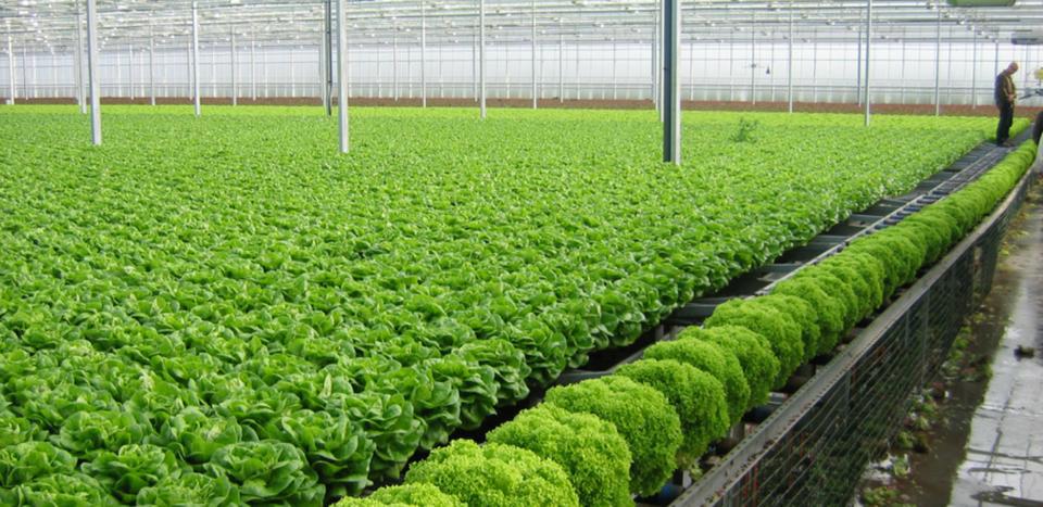 Phải lấy lại niềm tin tiêu dùng vào rau sạch