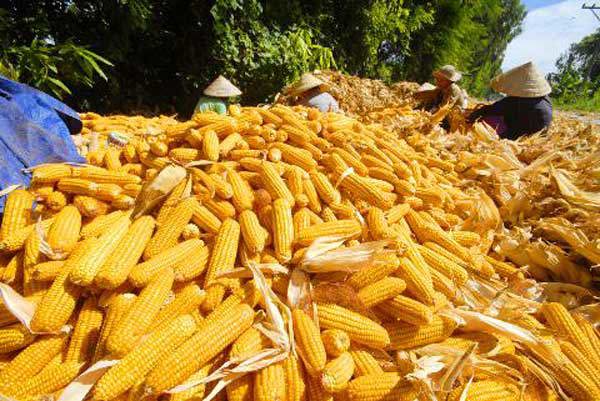 Vốn FDI đang hướng mạnh vào các dự án nông nghiệp