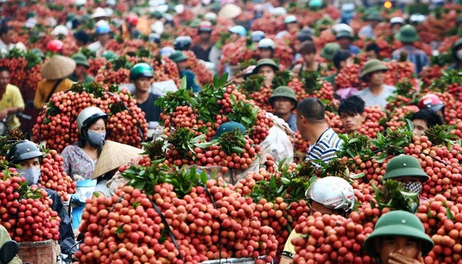 Sản xuất nông sản cần tiếp cận thị trường tiêu thụ