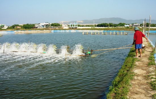 Mục tiêu năng suất vùng nuôi trồng thủy sản tăng 10-15%