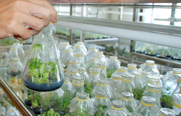 Cho vay ưu đãi doanh nghiệp đầu tư nông nghiệp công nghệ cao